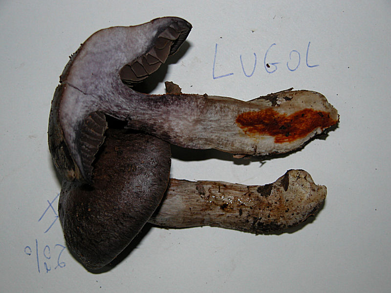 Cortinarius infractus var. obscurocyaneus (Phlegmacium)